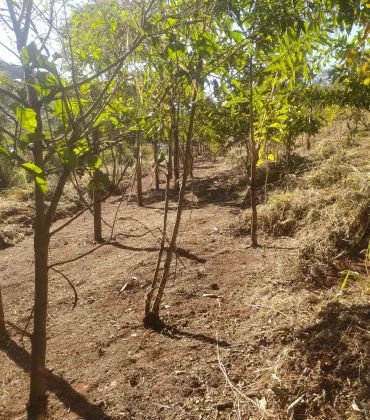 Manutenção Ambiental